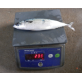 Frozen Fish Pacific Mackerel Size 200 300g